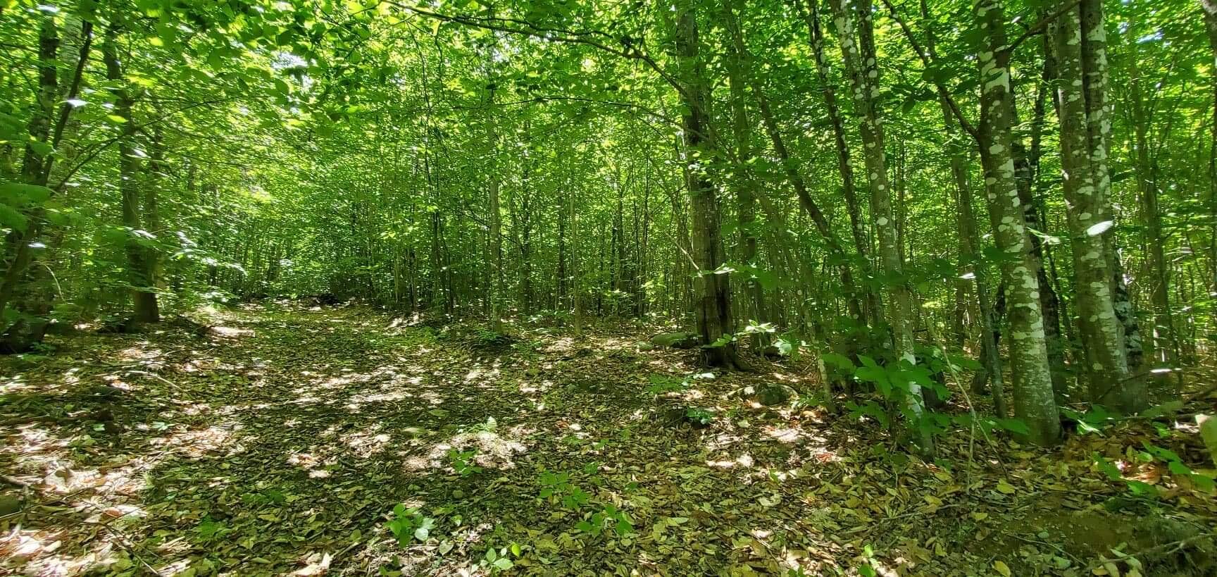 Lot 32 North Look Road New Vineyard, ME 04956 - Photo 10 of 11 66D1C3A4-2B35-476C-A852-3701611F2217