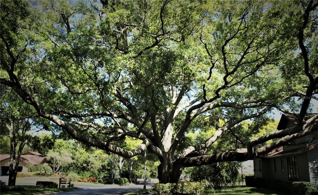 11711 Ridgeview Lane Seminole, FL 33772 - Photo 26 of 30