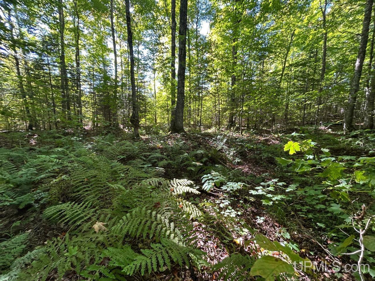 40-acres 40-acres Camp Road Shingleton, MI 49884 - Photo 6 of 20