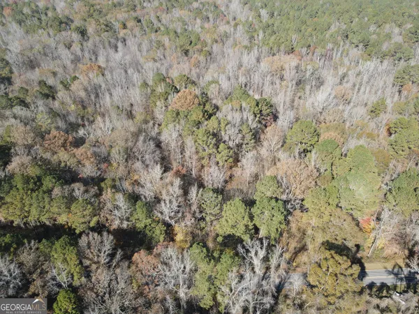 a view of a forest with a tree