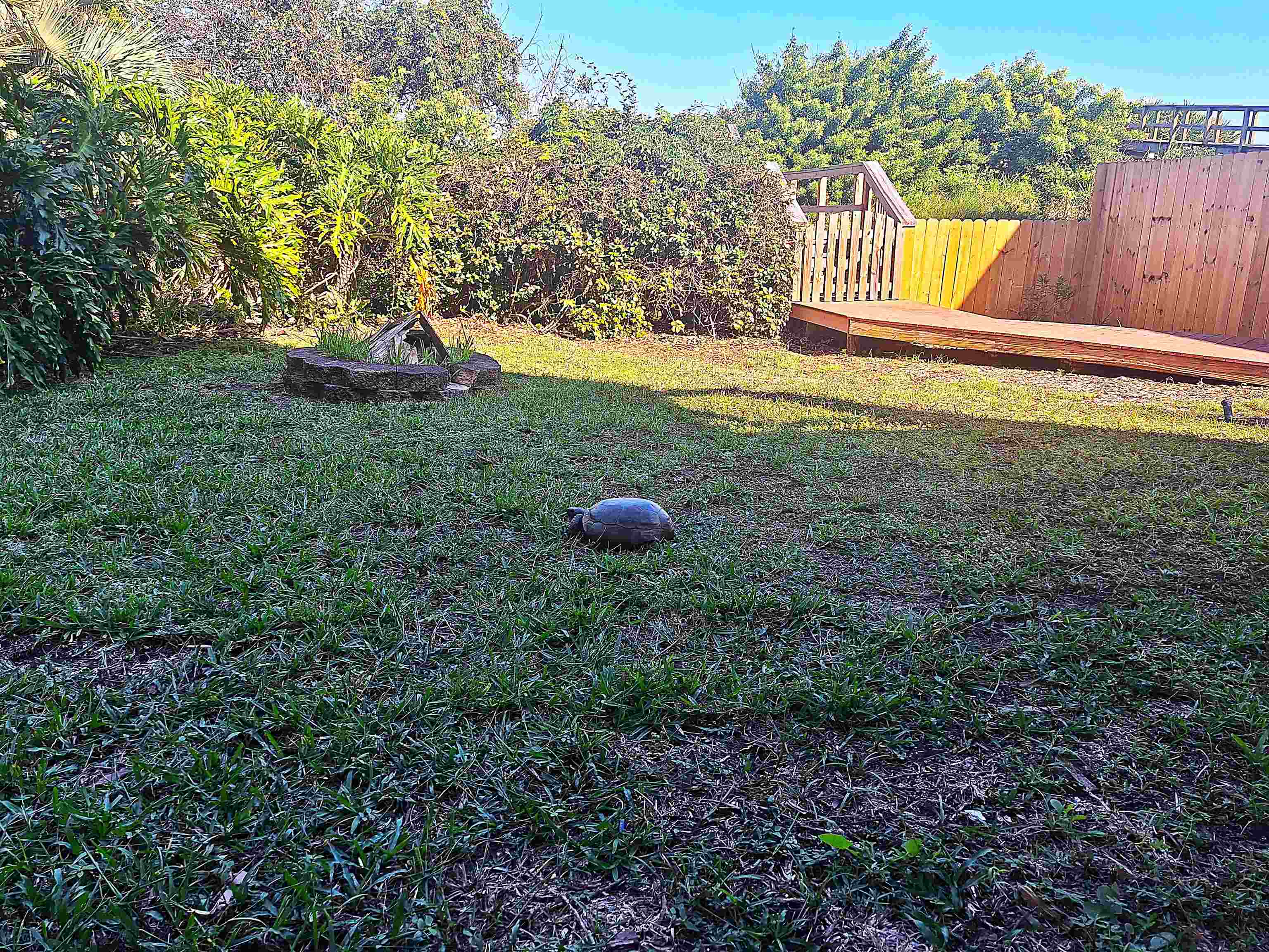5336 Atlantic View St. Augustine, FL 32080 - Photo 82 of 100 I took this photo just days before listing. Apparently, he lives nearby and is a frequent visitor.