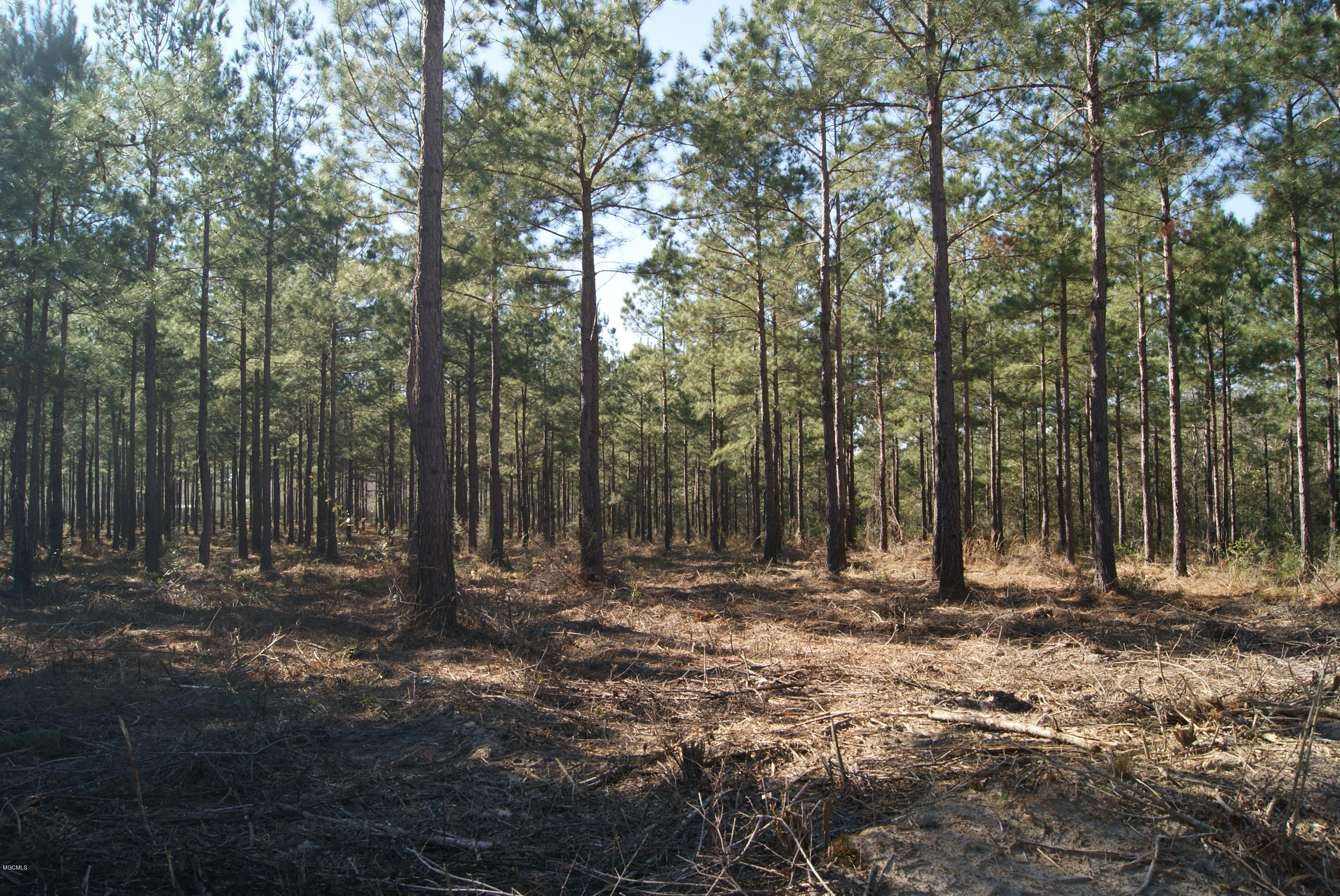 Tbd Owen Ladner Road Perkinston, MS 39573 - Photo 14 of 22 DSC04904