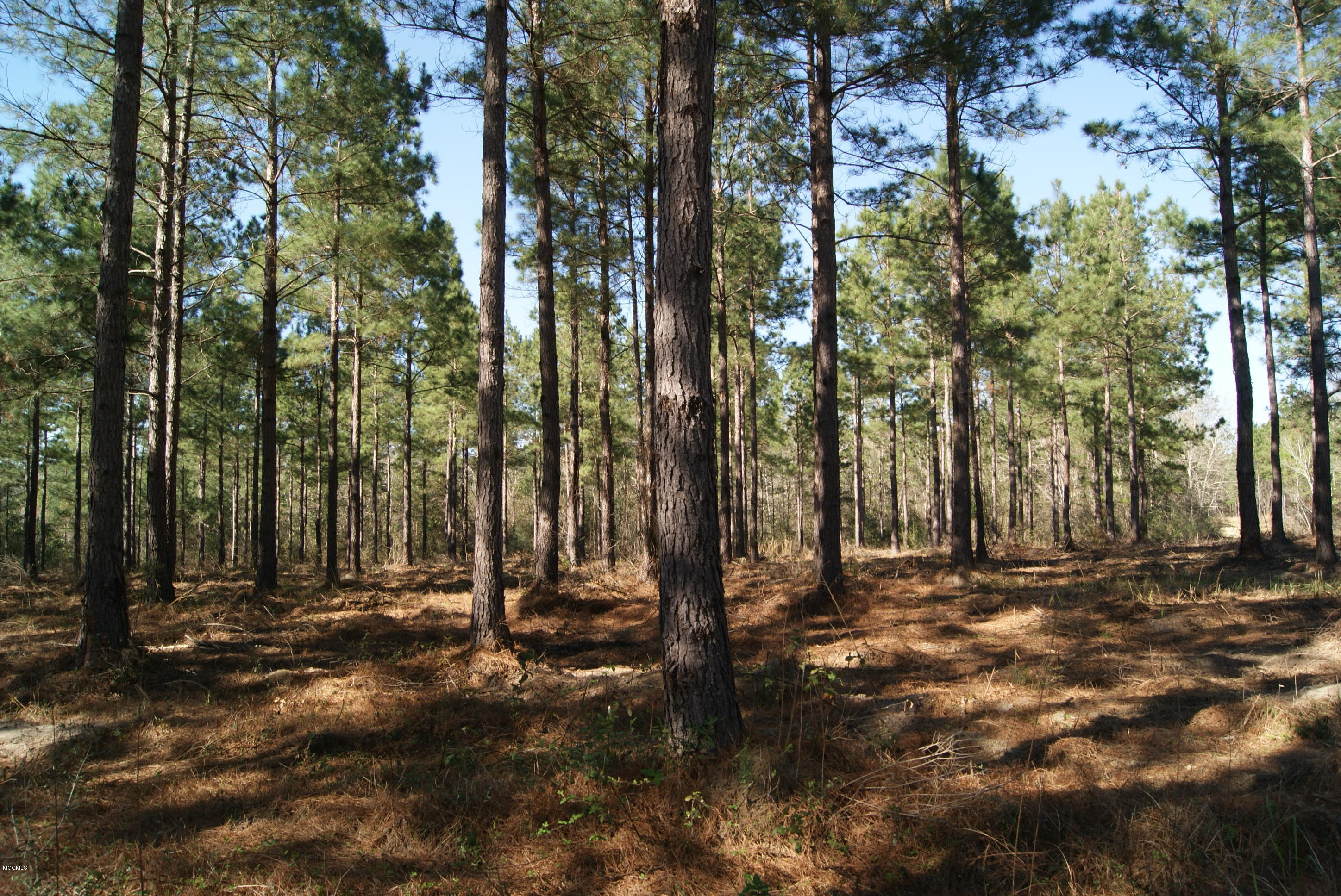 Tbd Owen Ladner Road Perkinston, MS 39573 - Photo 16 of 22 DSC04906