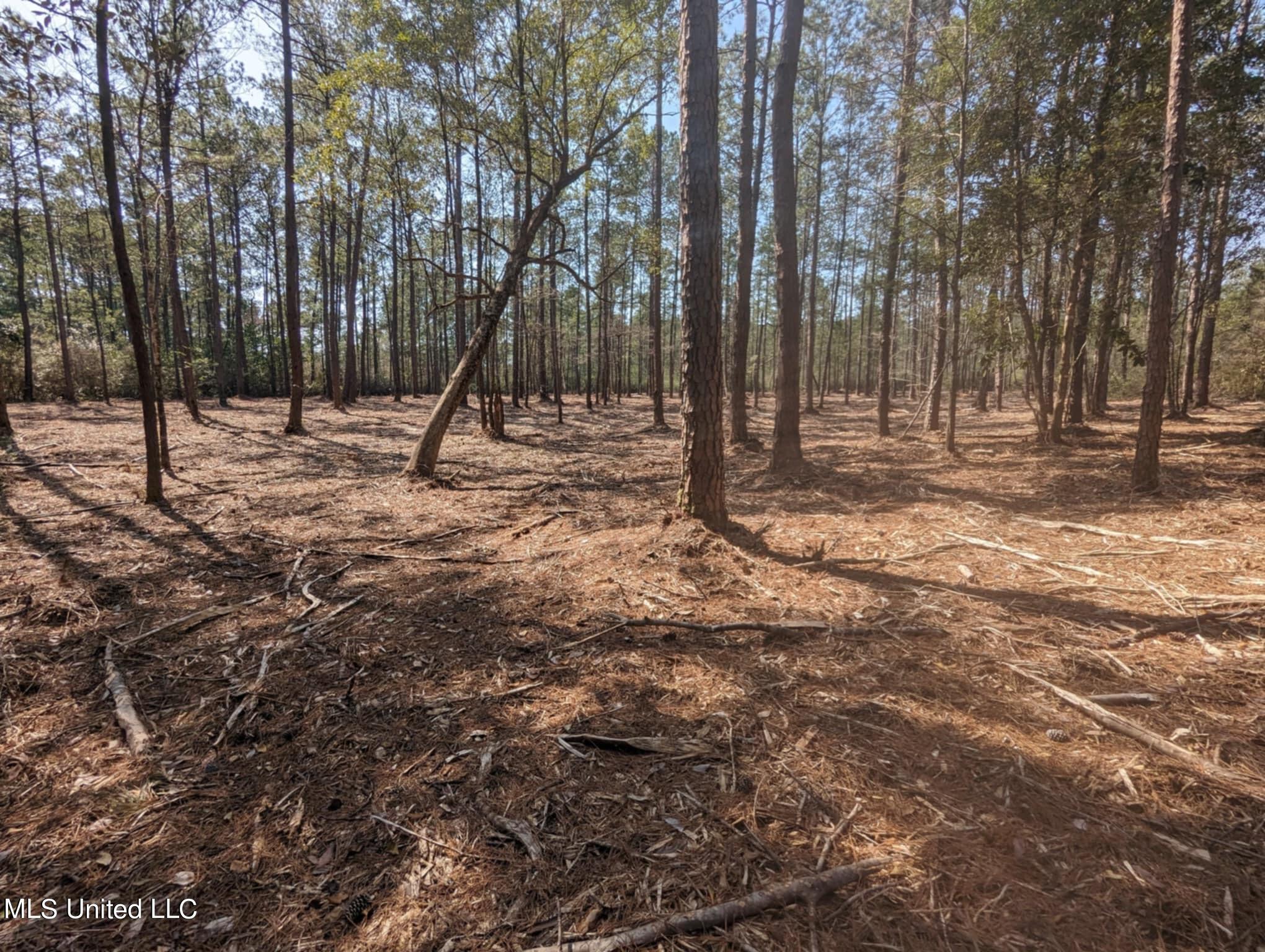 Borzik Road Saucier, MS 39574 - Photo 5 of 8 IMG_5709