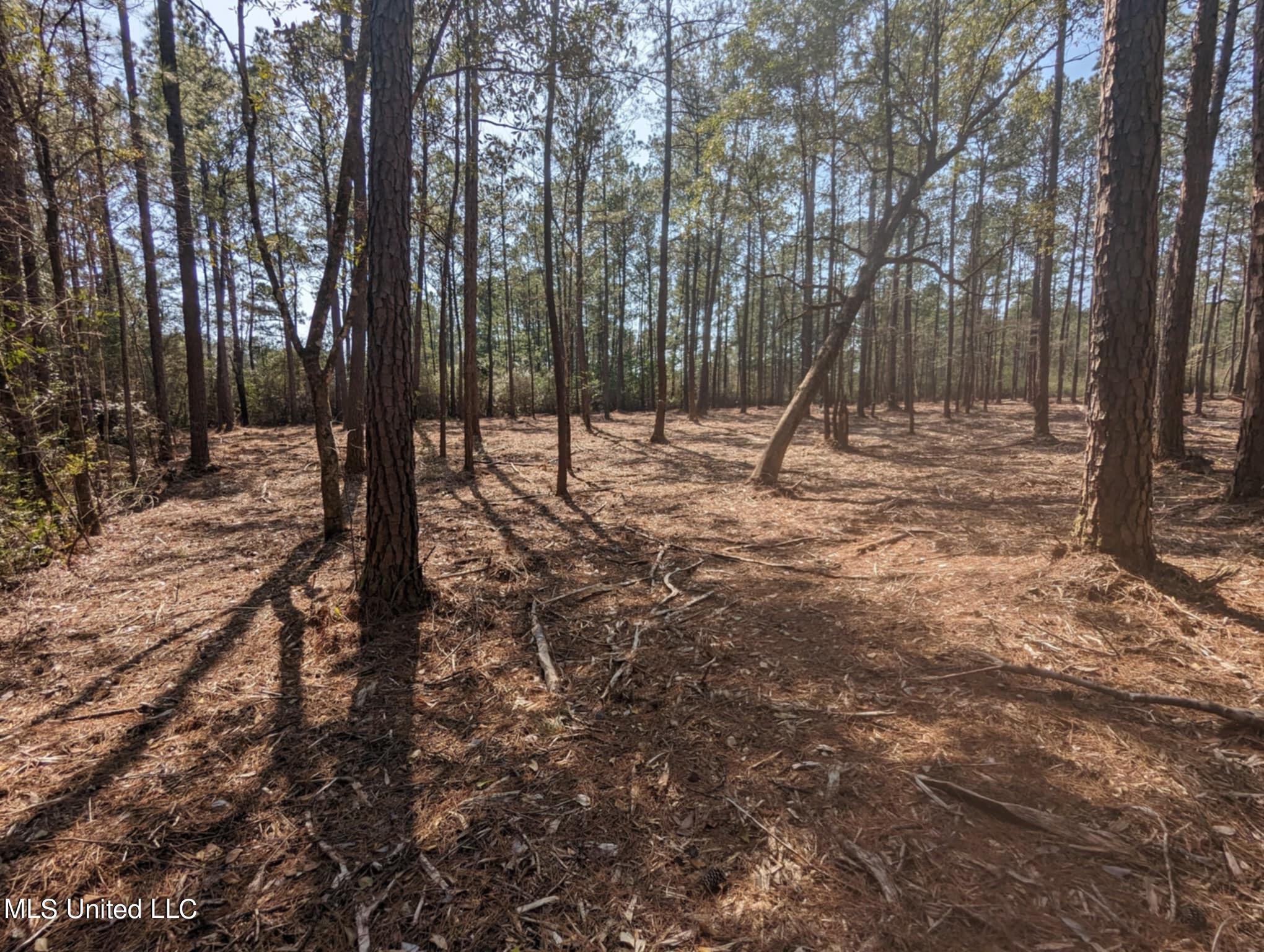 Borzik Road Saucier, MS 39574 - Photo 7 of 8 IMG_5710
