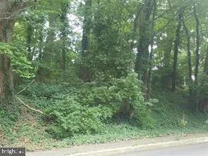 a view of a forest that has a tree