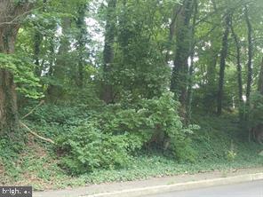 a view of a forest that has a tree