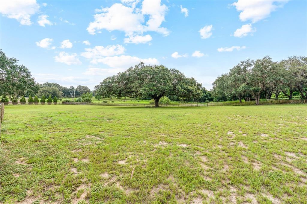 41534 Thomas Boat Landing Road Umatilla, FL 32784 - Photo 45 of 48 a view of a green field with a tree in the background