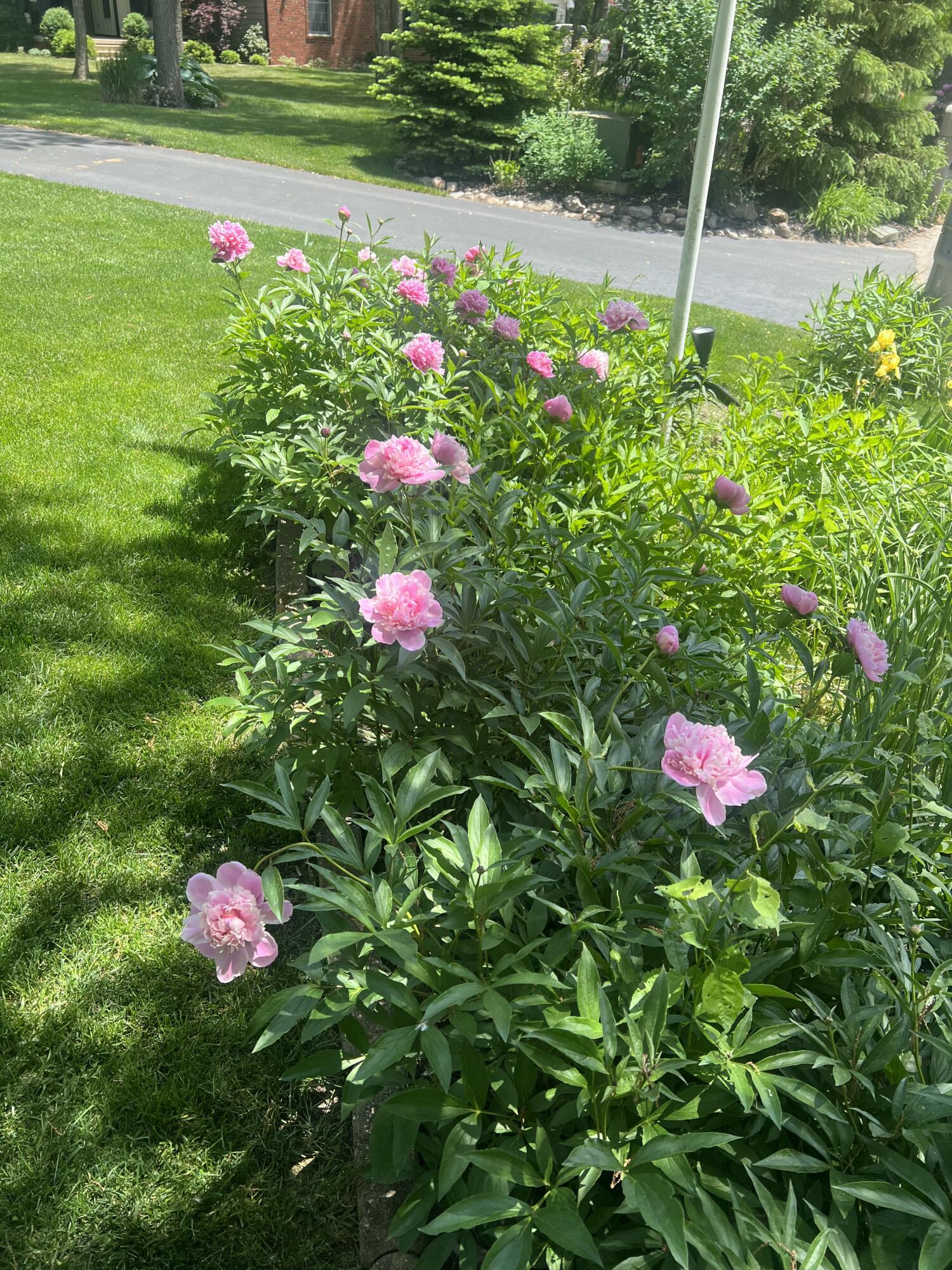 10030 Eagle Court Demotte, IN 46310 - Photo 33 of 49 a view of a flower in a garden