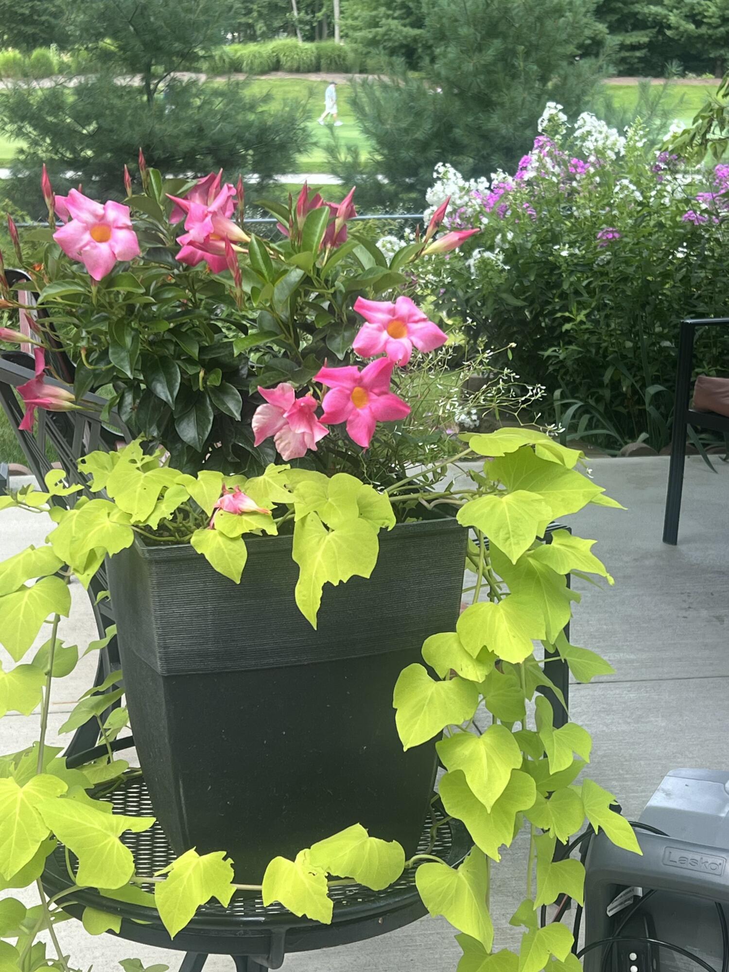 10030 Eagle Court Demotte, IN 46310 - Photo 37 of 49 a view of a flower