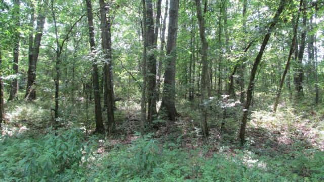1543 Rutledge Lane Lewisburg, TN 37091 - Photo 16 of 20 a view of a forest with trees in the background