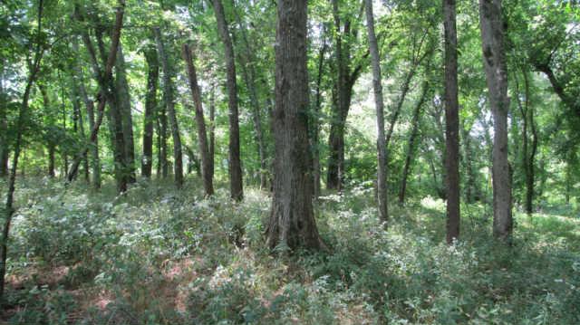 1543 Rutledge Lane Lewisburg, TN 37091 - Photo 18 of 20 a view of outdoor space and green space
