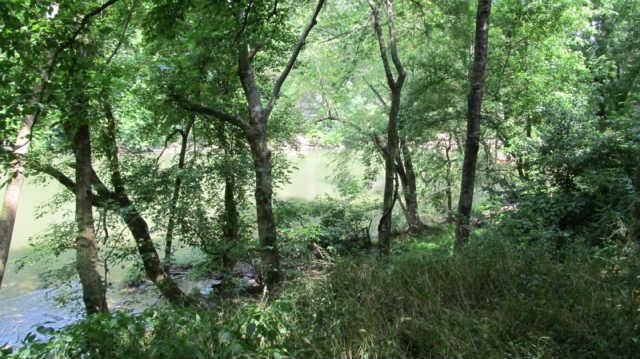 1543 Rutledge Lane Lewisburg, TN 37091 - Photo 19 of 20 a view of forest
