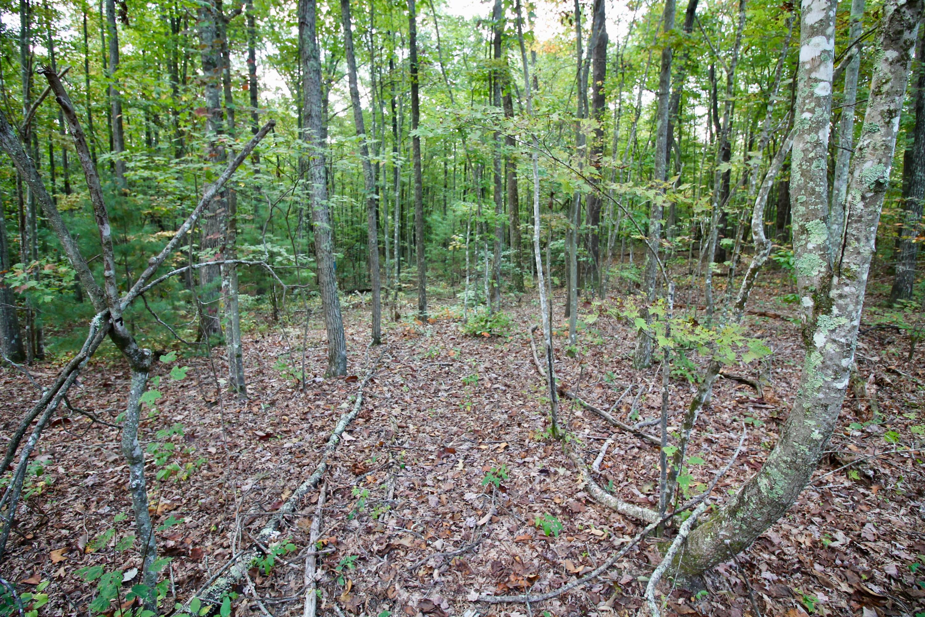 Arthur Mccormick Road Lancing, TN 37770 - Photo 27 of 39 28
