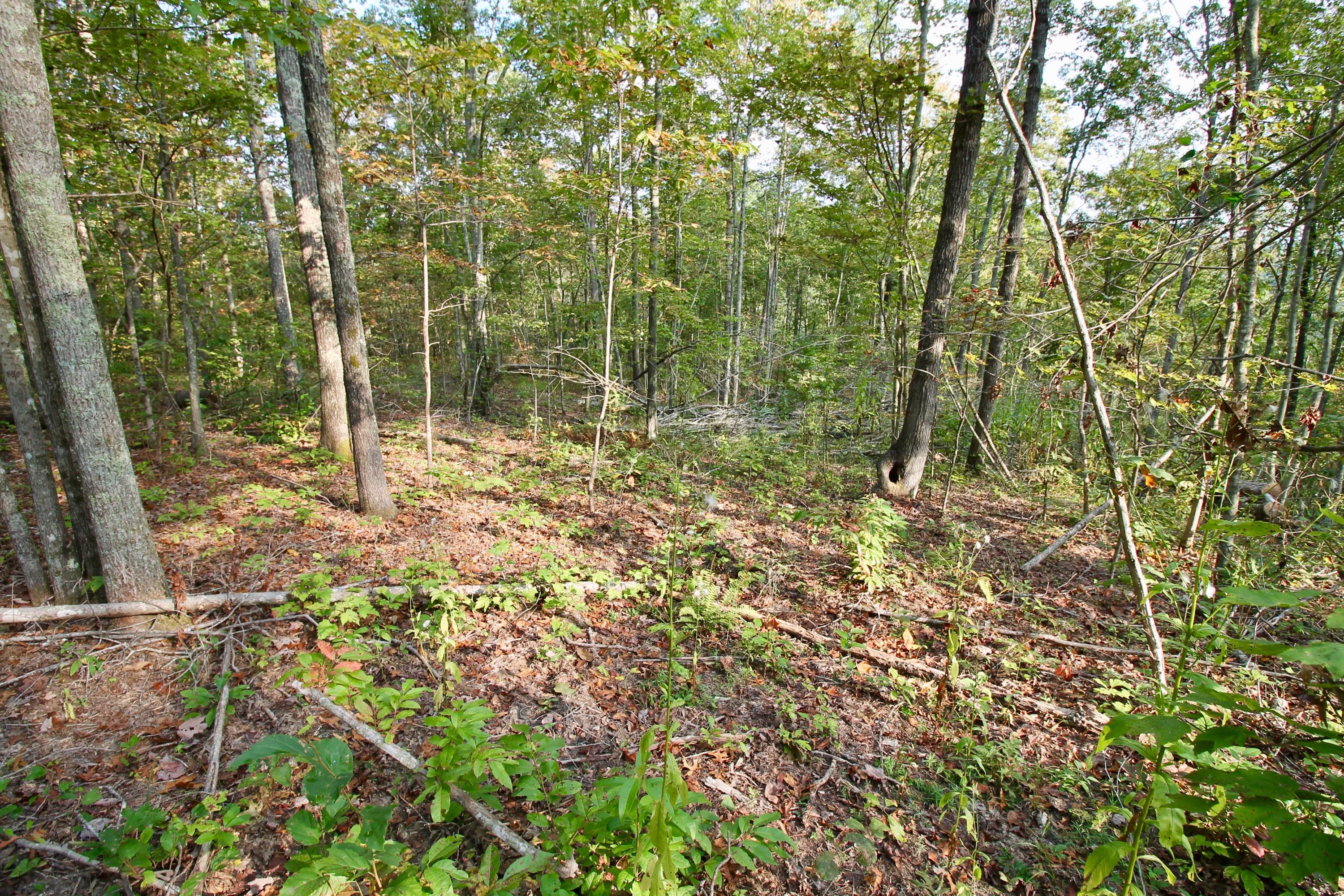 Arthur Mccormick Road Lancing, TN 37770 - Photo 39 of 39 40