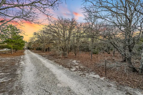 a view of a road with large trees