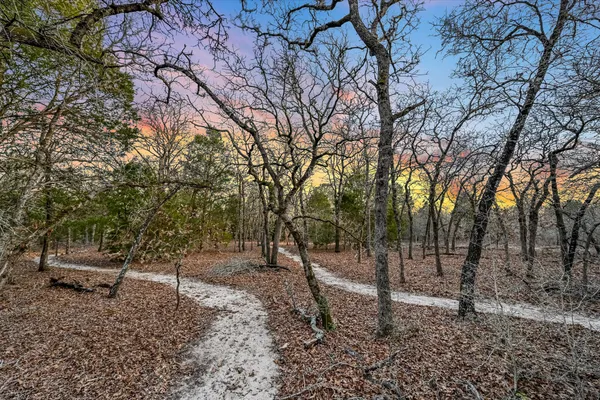 a view of a forest filled with trees