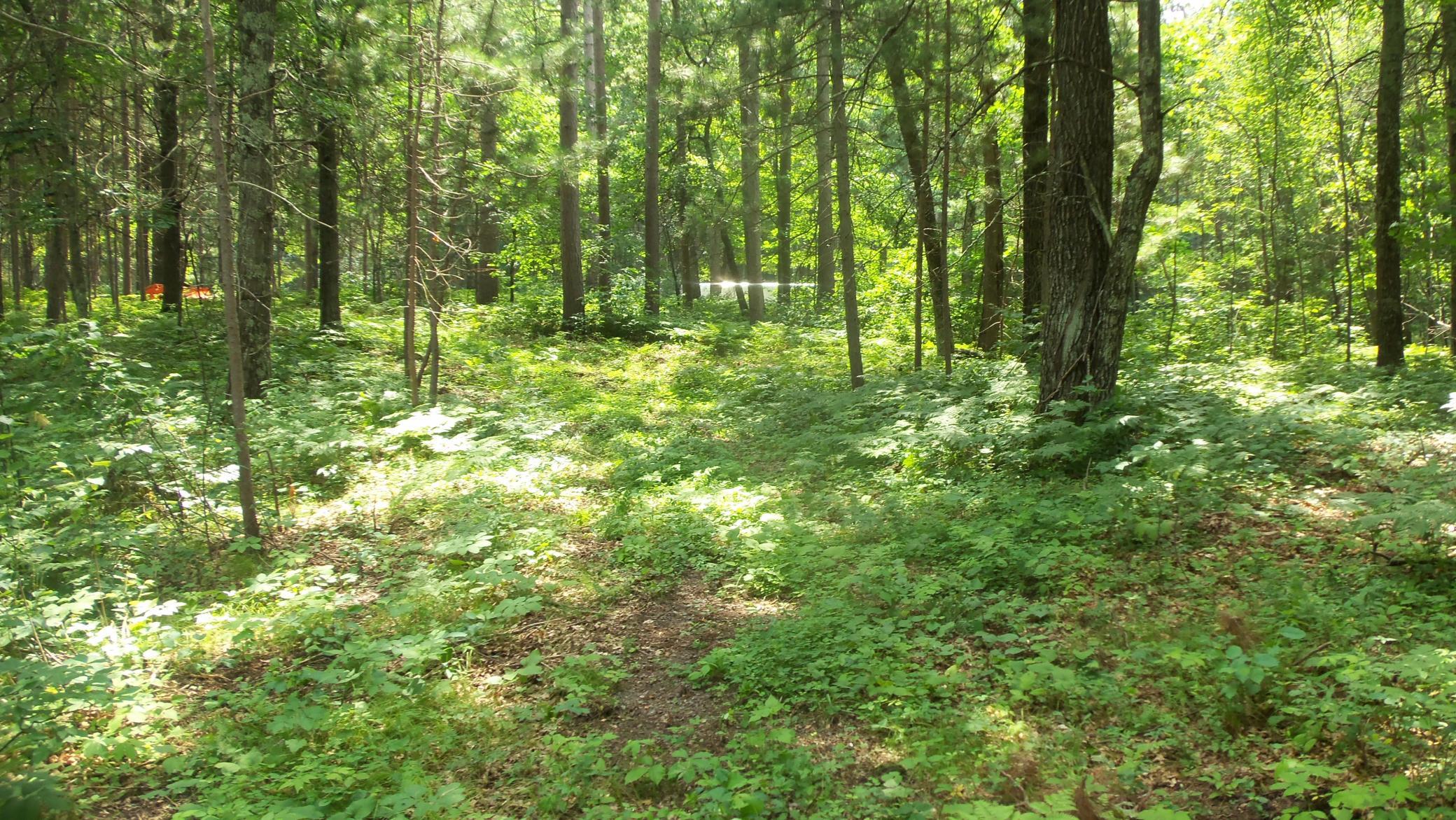 Lot 2 Birch Tree Trail Spooner, WI 54801 - Photo 11 of 14 Gallery Image 11