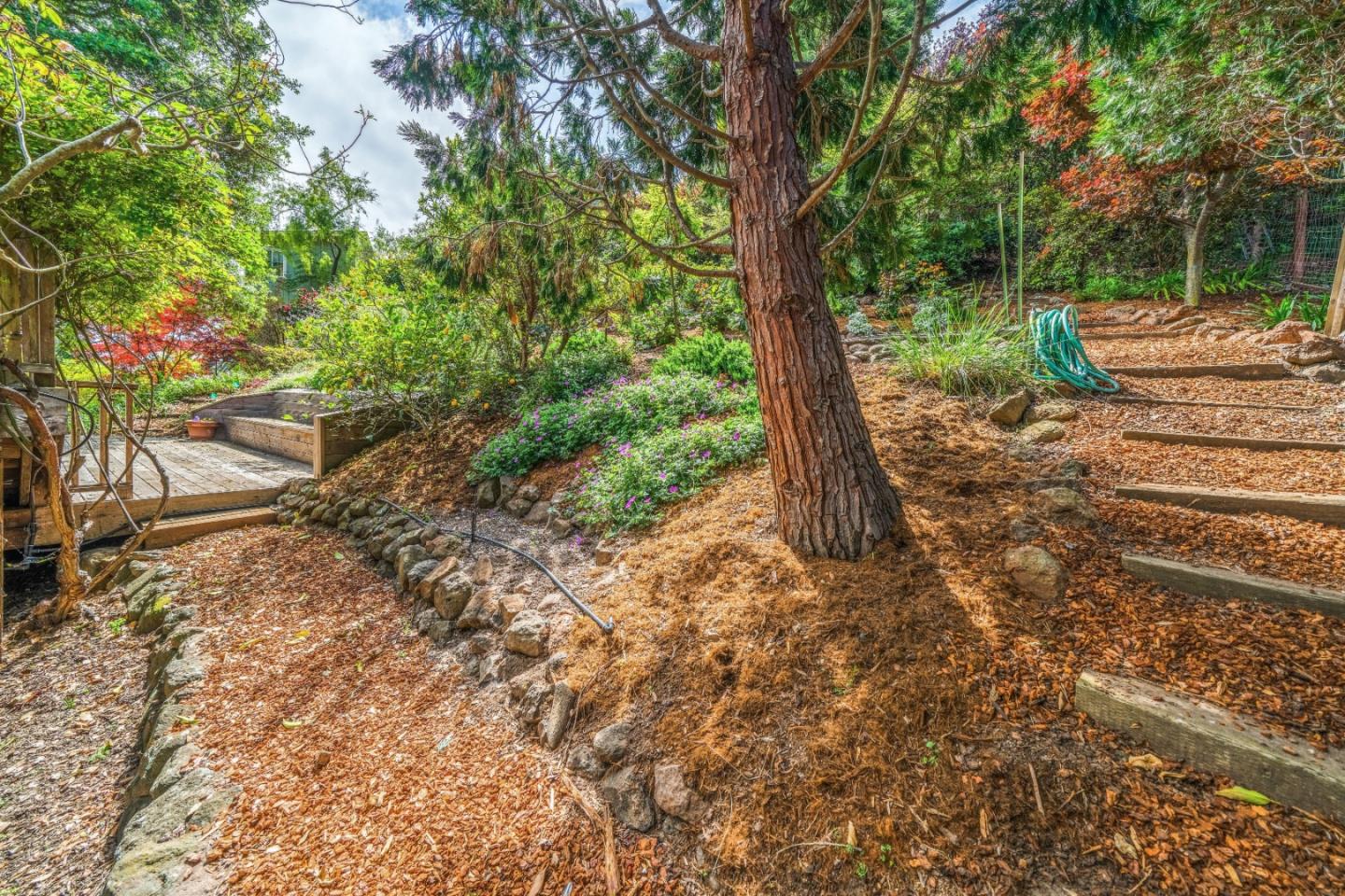 533 La Honda Drive Aptos, CA 95003 - Photo 7 of 44 a view of a yard with plants and a large tree