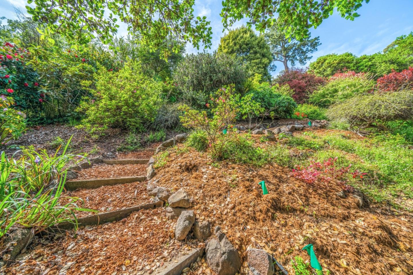 533 La Honda Drive Aptos, CA 95003 - Photo 9 of 44 a view of a yard with plants and large trees