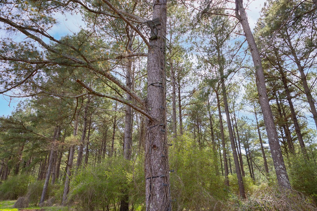 0 Double Creek Road Coffee Springs, AL 36318 - Photo 14 of 24