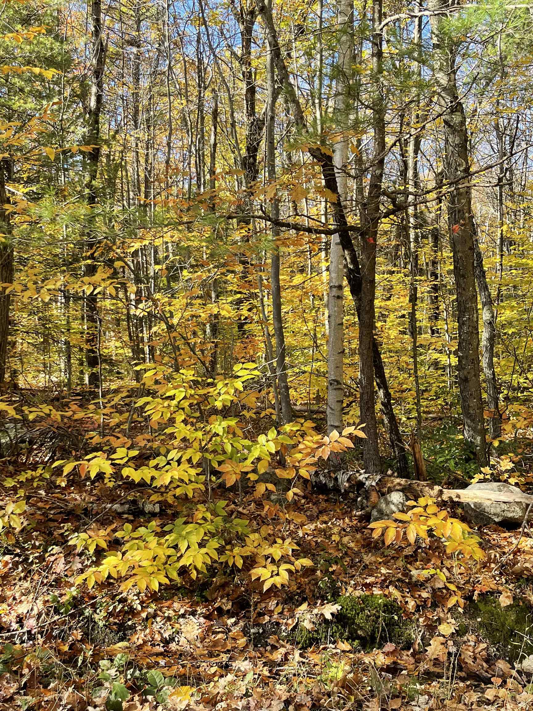 5-a 24 Hill Road, Unit 5A 24 Temple, NH 03084 - Photo 5 of 26 Gallery Image 5