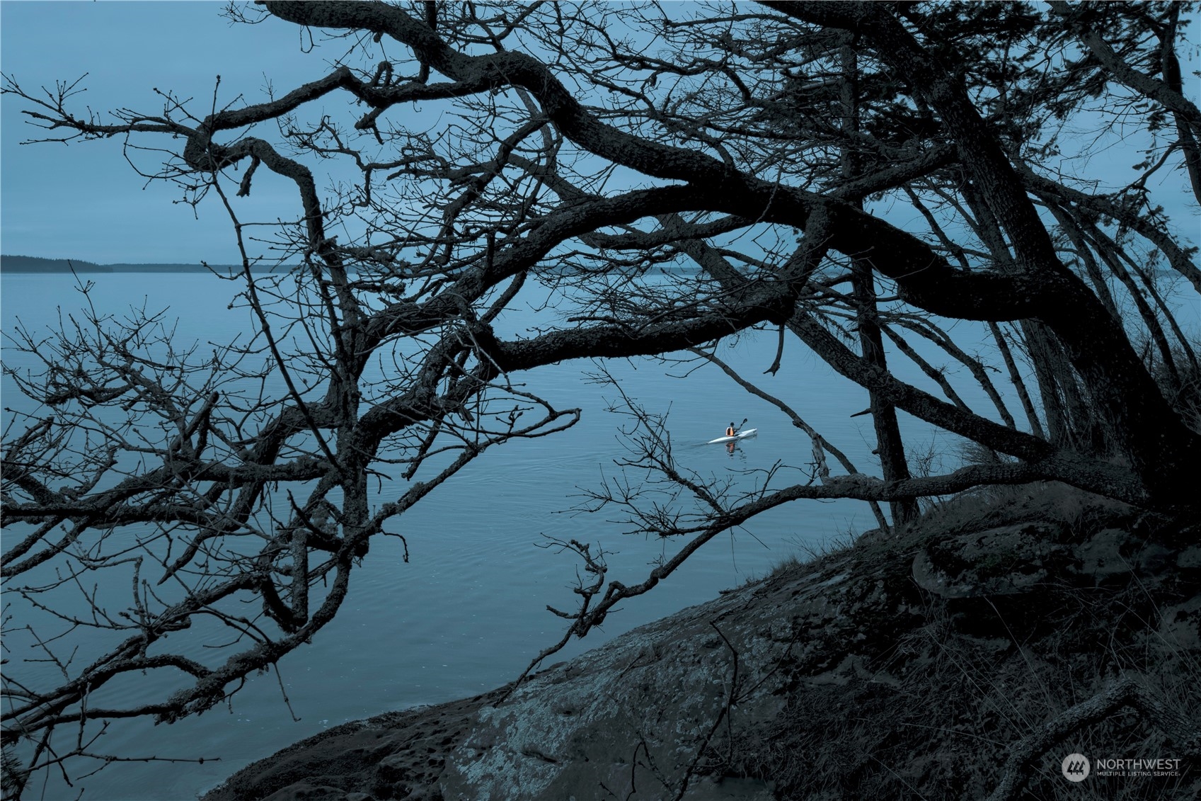 287 Arbel Way Bellingham, WA 98229 - Photo 4 of 39 a view of tree