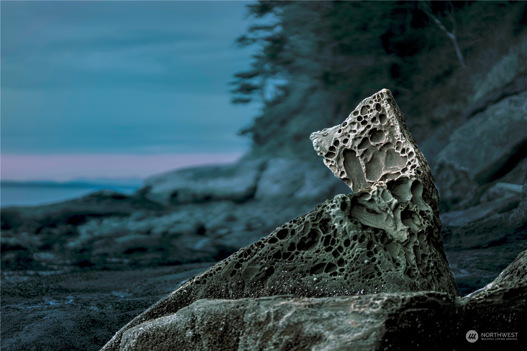 287 Arbel Way Bellingham, WA 98229 - Photo 5 of 39 a close up of a plant in a backyard