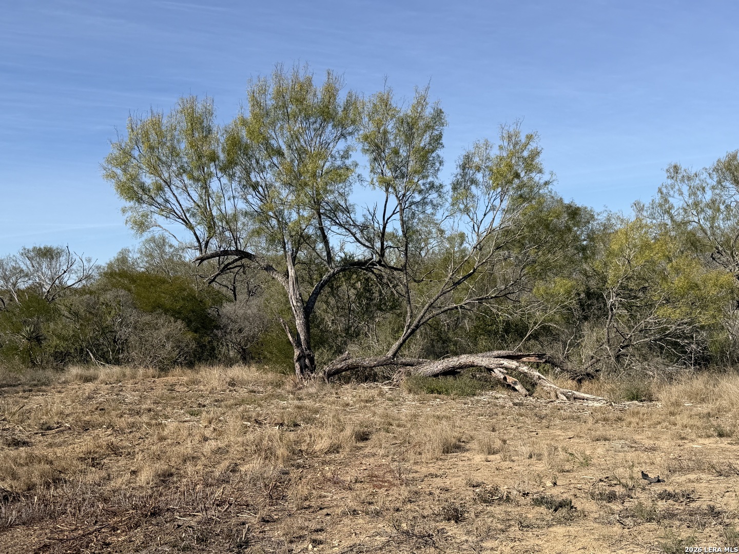 Tbd Tbd Cr Moore, TX 78057 - Photo 5 of 27 a view of a yard with a tree