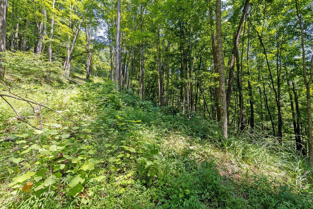 24272 Conrad Road Laurelville, OH 43135 - Photo 26 of 32 26-Walking Path-5