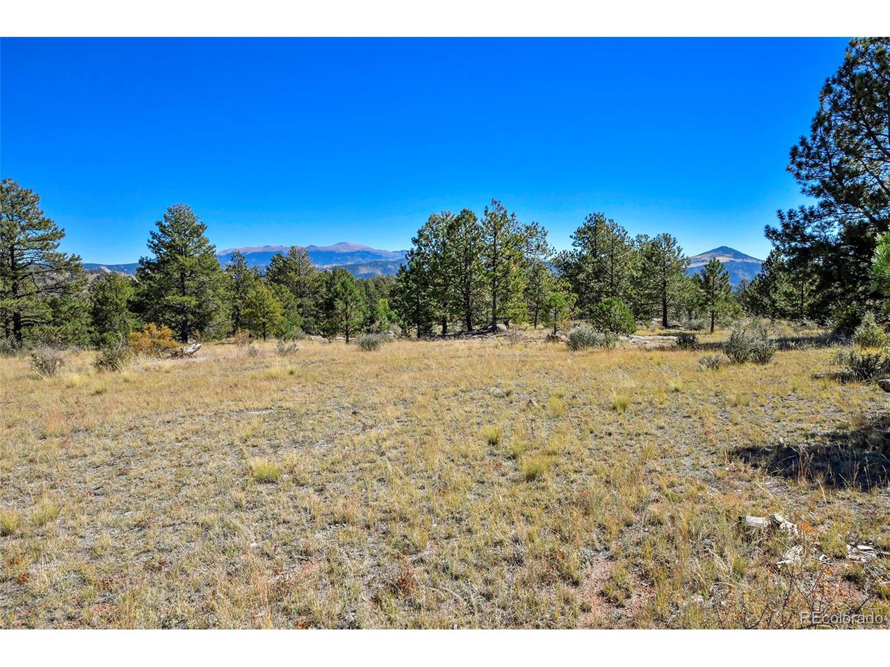 Carl Road Florissant, CO 80816 - Photo 17 of 37 a view of a yard with a tree