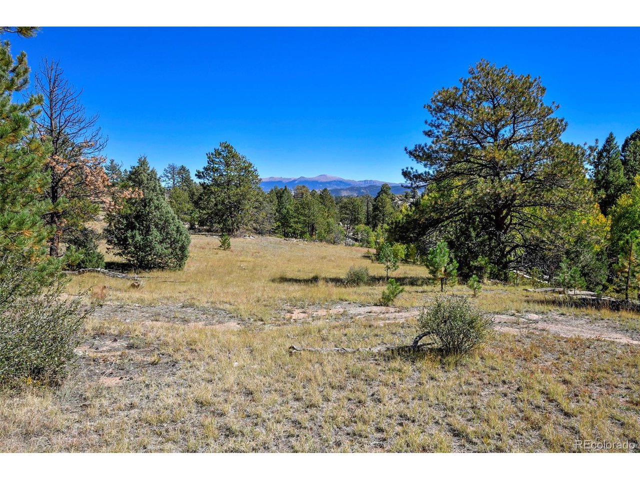 Carl Road Florissant, CO 80816 - Photo 18 of 37 a view of a yard with a tree