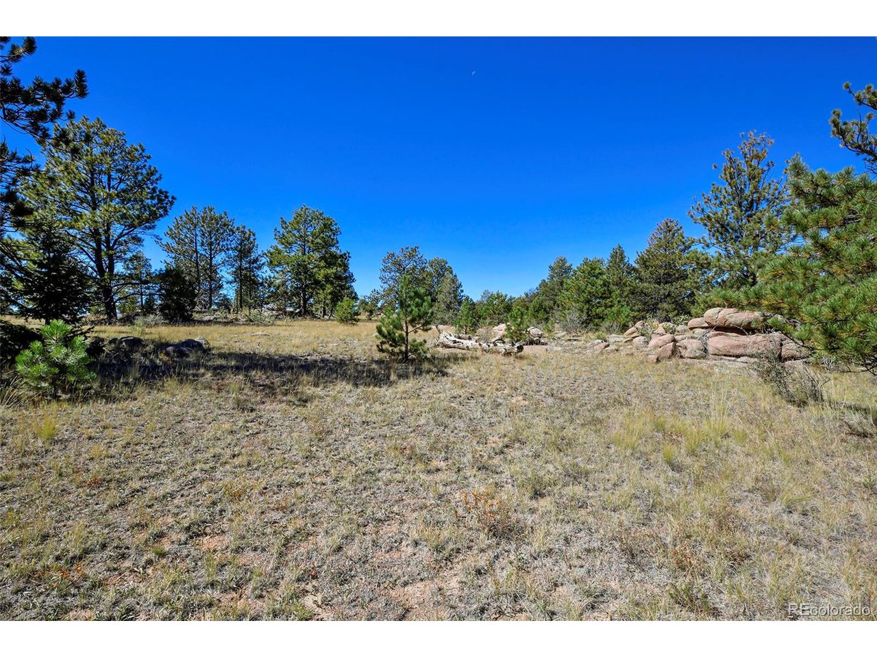 Carl Road Florissant, CO 80816 - Photo 21 of 37 a view of a yard with a tree