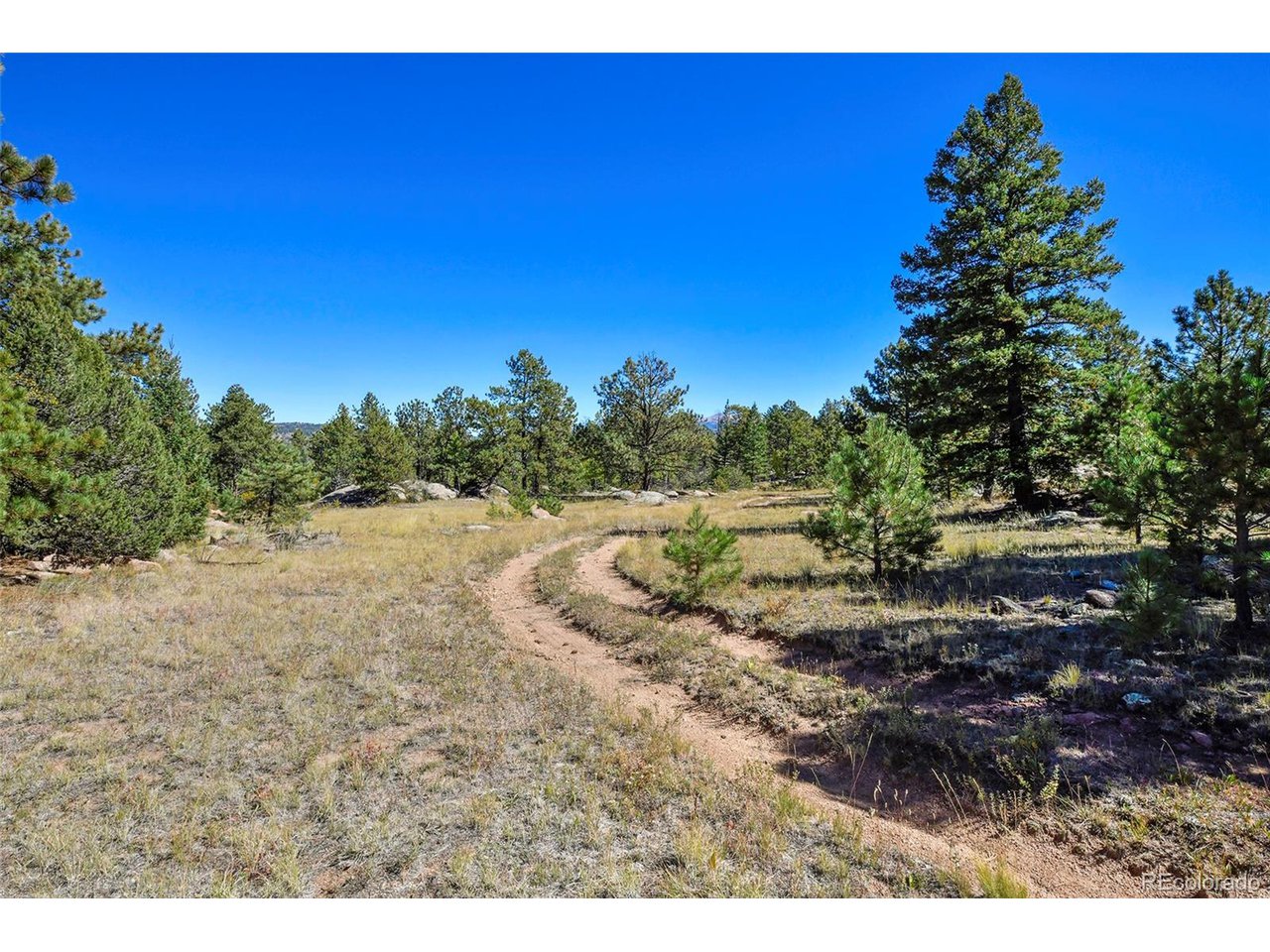 Carl Road Florissant, CO 80816 - Photo 22 of 37 a view of a dry yard with trees