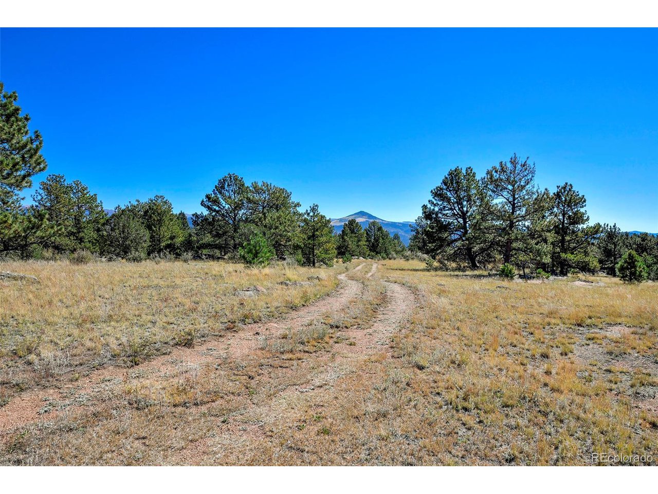 Carl Road Florissant, CO 80816 - Photo 3 of 37 a view of a yard with a tree