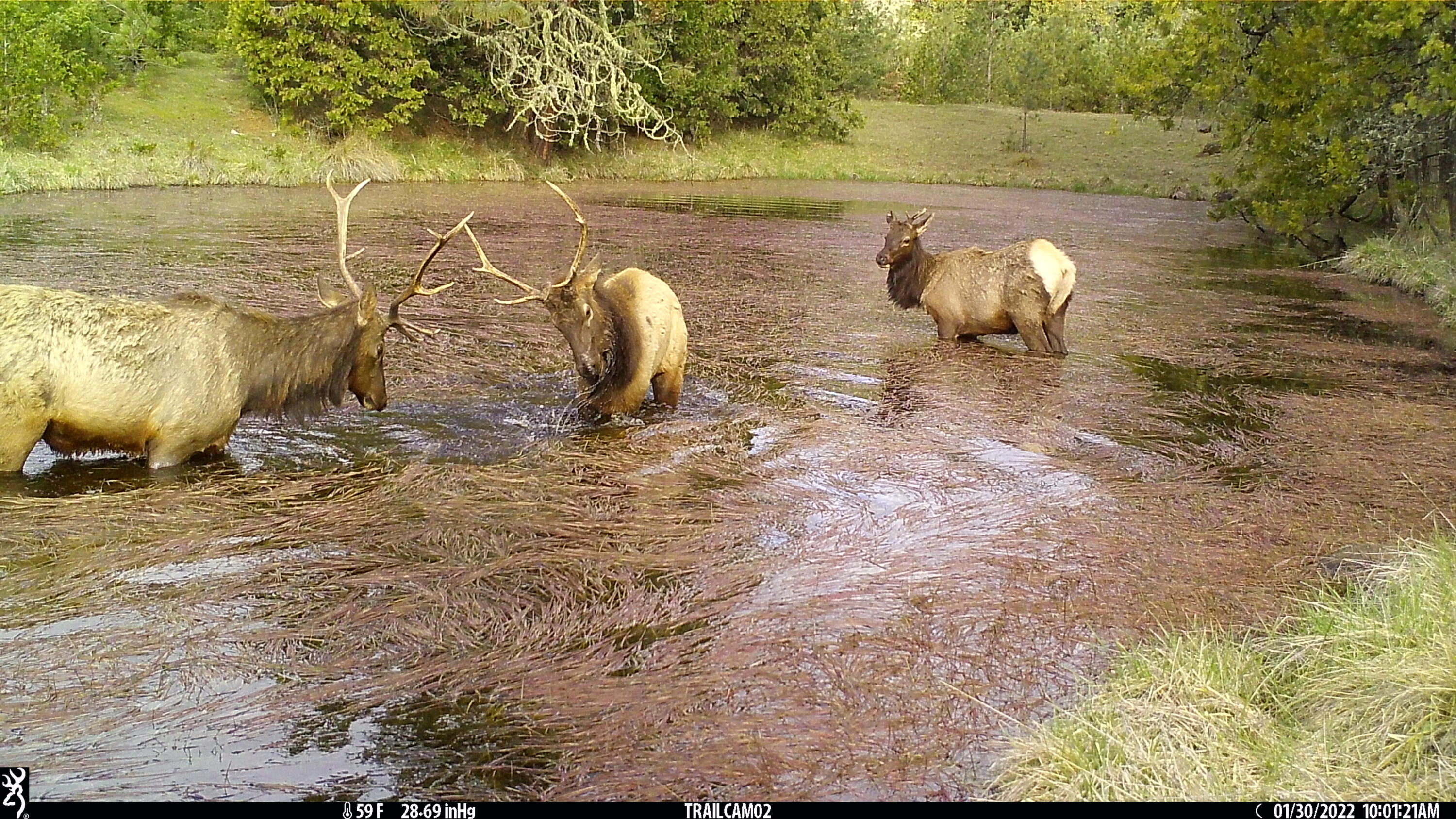 0 Riddle Bypass Road Riddle, OR 97469 - Photo 28 of 36 elk(22)
