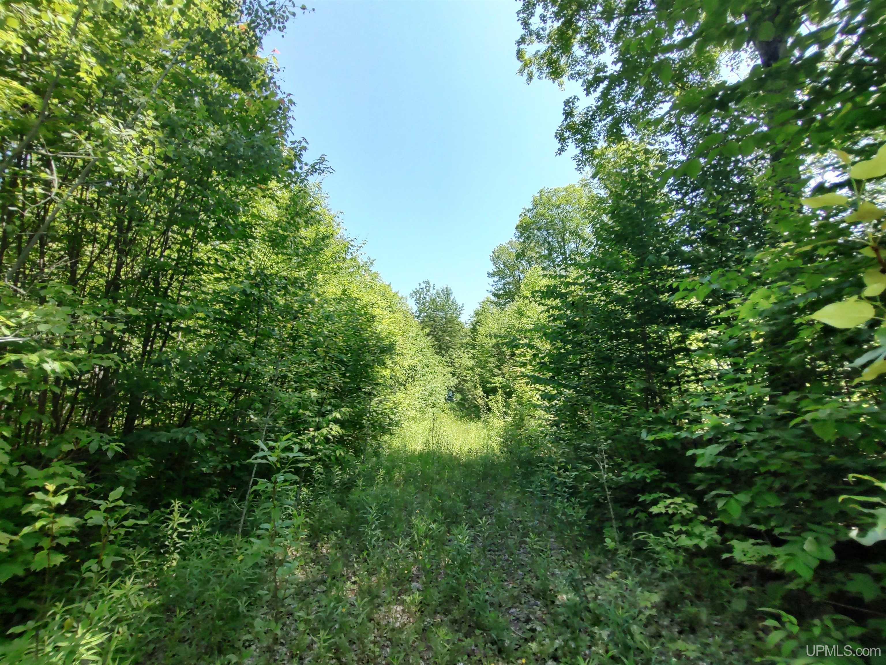 40-acres 40-acres Maple Grove Road Skandia, MI 49885 - Photo 11 of 19