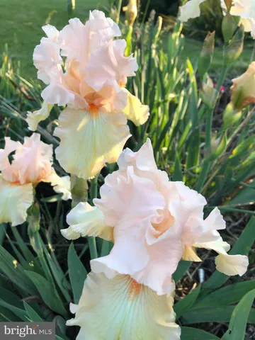 a backyard of a house with lots of green space and trees all around