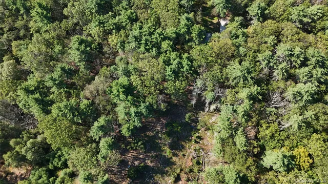a view of a lush green forest