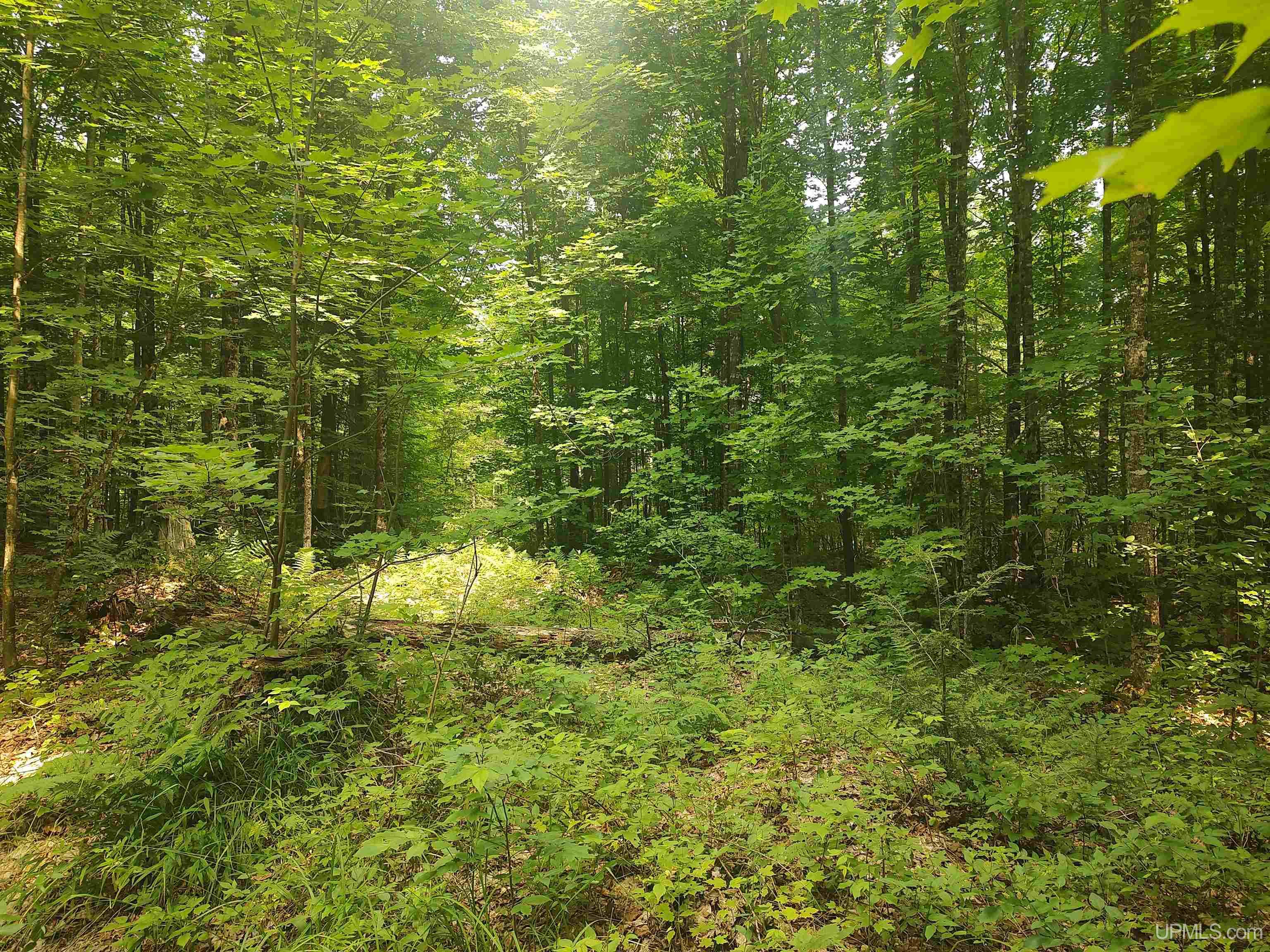 60-acres Sleepy Hollow Road Ishpeming, MI 49849 - Photo 20 of 29