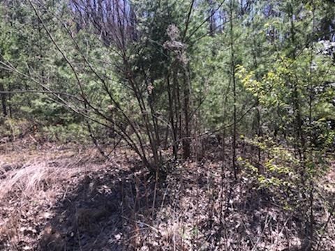 12 Lexy Lane Sevierville, TN 37862 - Photo 3 of 5