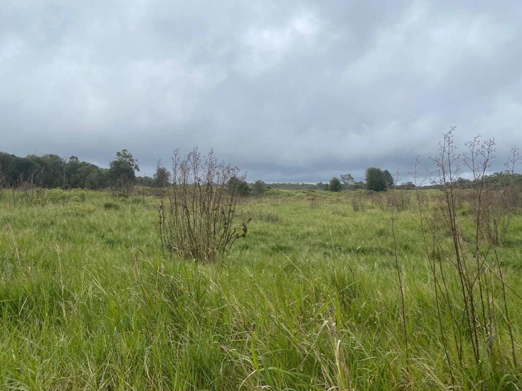 21 North A N Peck Road Mountain View, HI 96771 - Photo 3 of 7 a view of a big yard with a large trees and cars park in the back