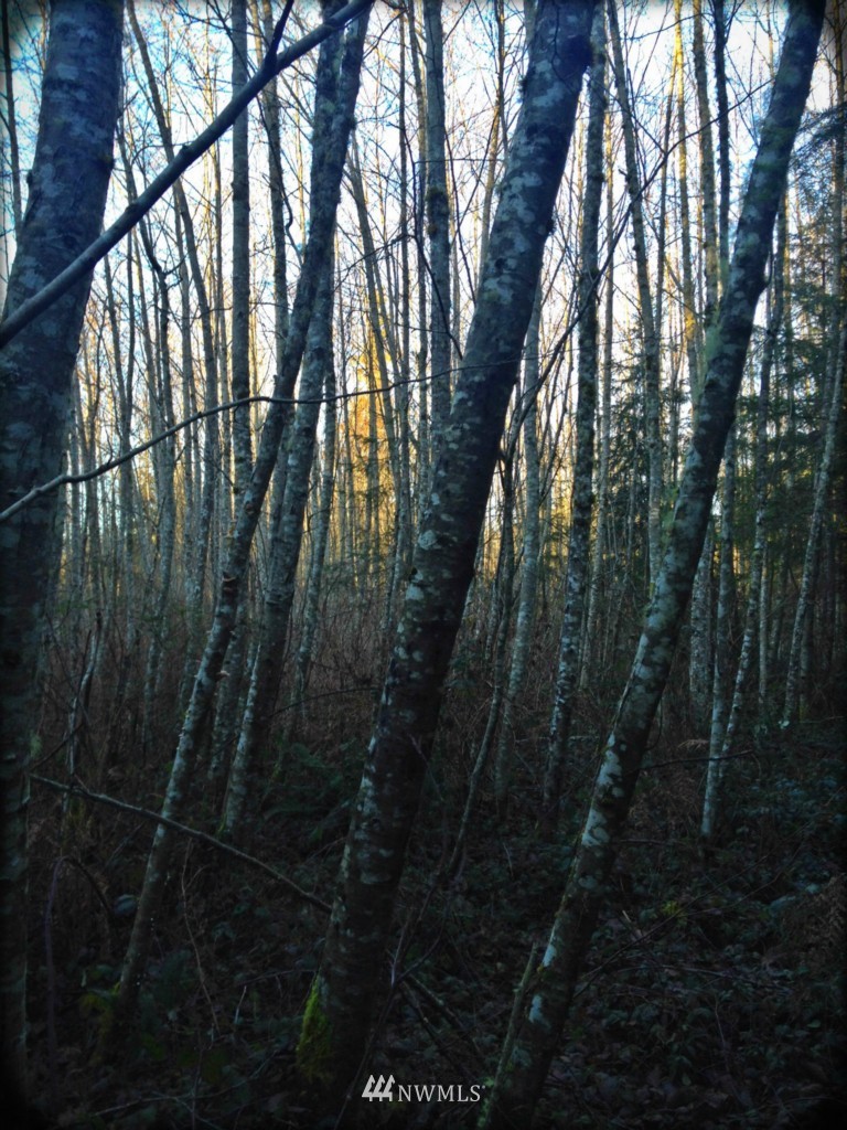-xx Johnson Point Road Northeast Olympia, WA 98516 - Photo 4 of 4 Gallery Image 4