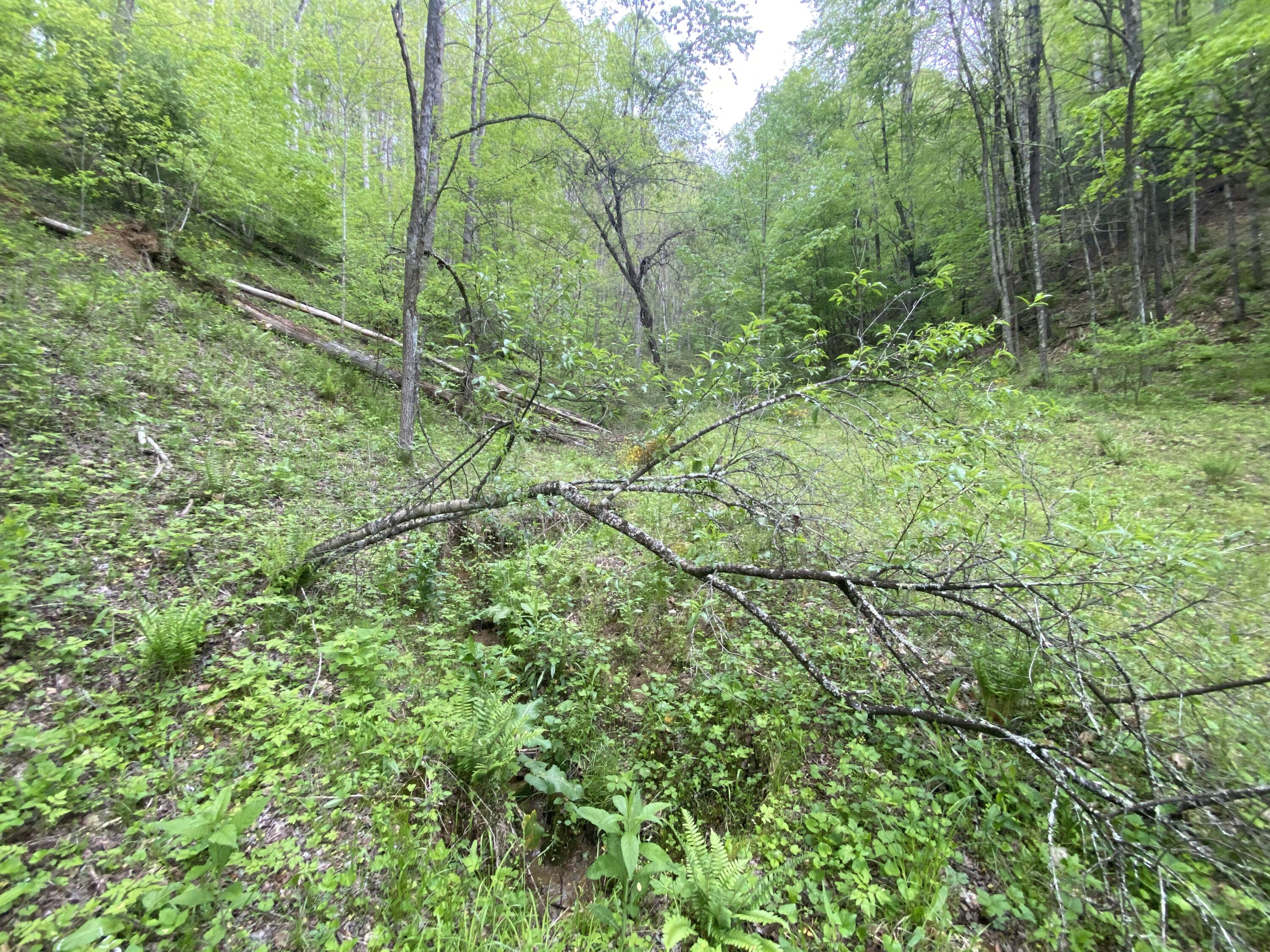 280 Fall Branch Road Mountain City, TN 37683 - Photo 8 of 13 Photo May 14, 3 12 23 PM