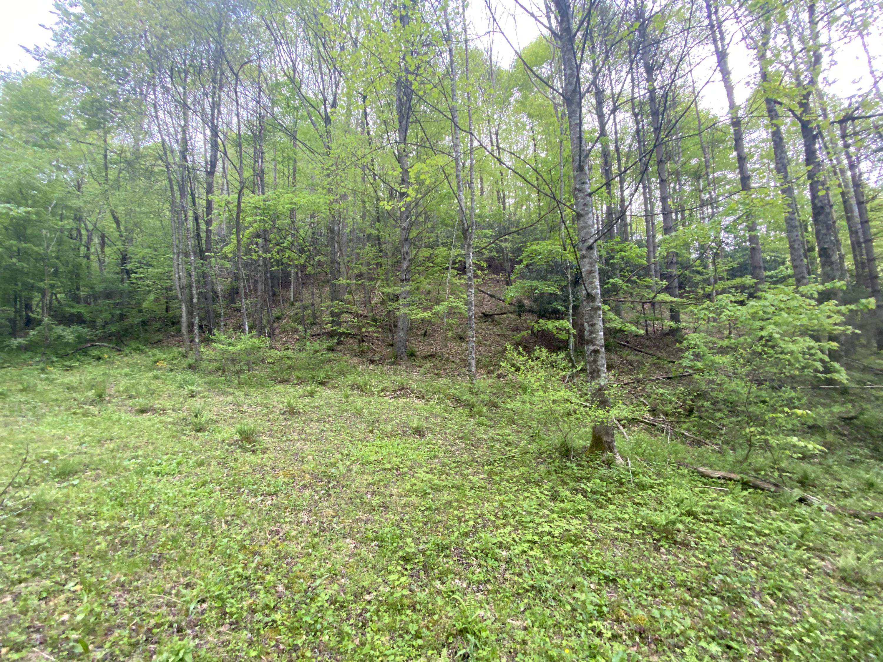 280 Fall Branch Road Mountain City, TN 37683 - Photo 9 of 13 Photo May 14, 3 12 29 PM