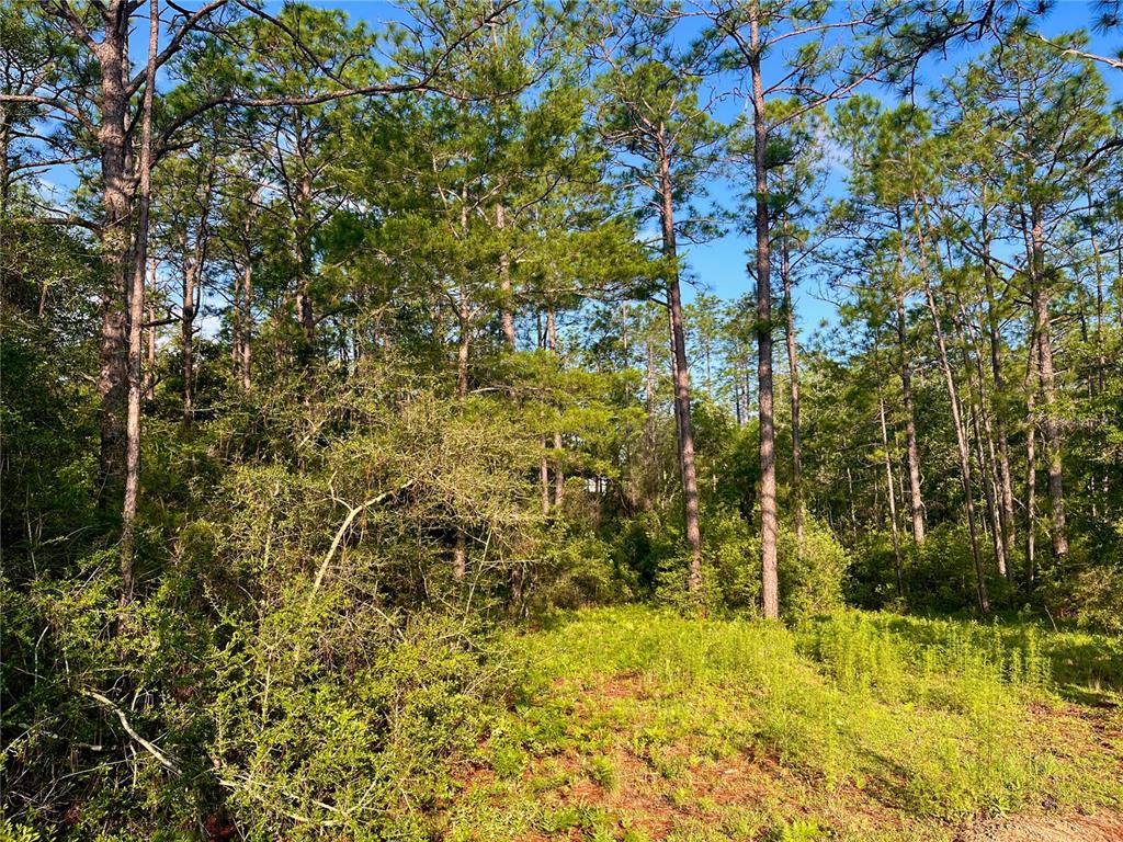 Pinetree Lane DeFuniak Springs, FL 32433 - Photo 11 of 40