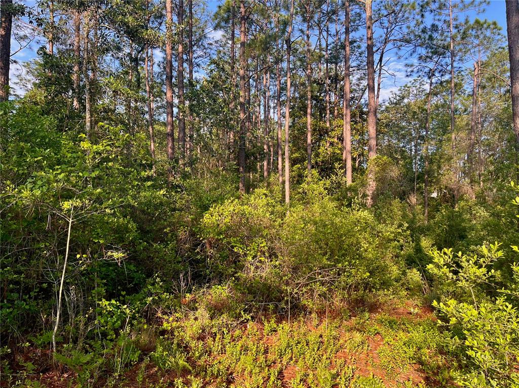 Pinetree Lane DeFuniak Springs, FL 32433 - Photo 12 of 40