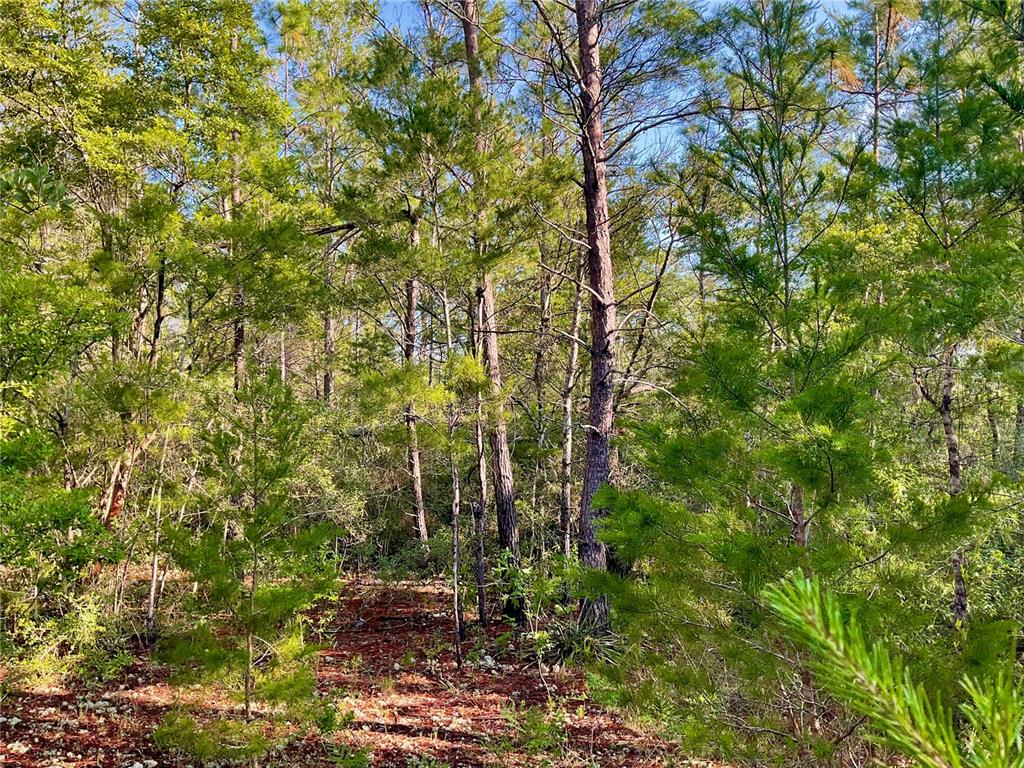 Pinetree Lane DeFuniak Springs, FL 32433 - Photo 13 of 40