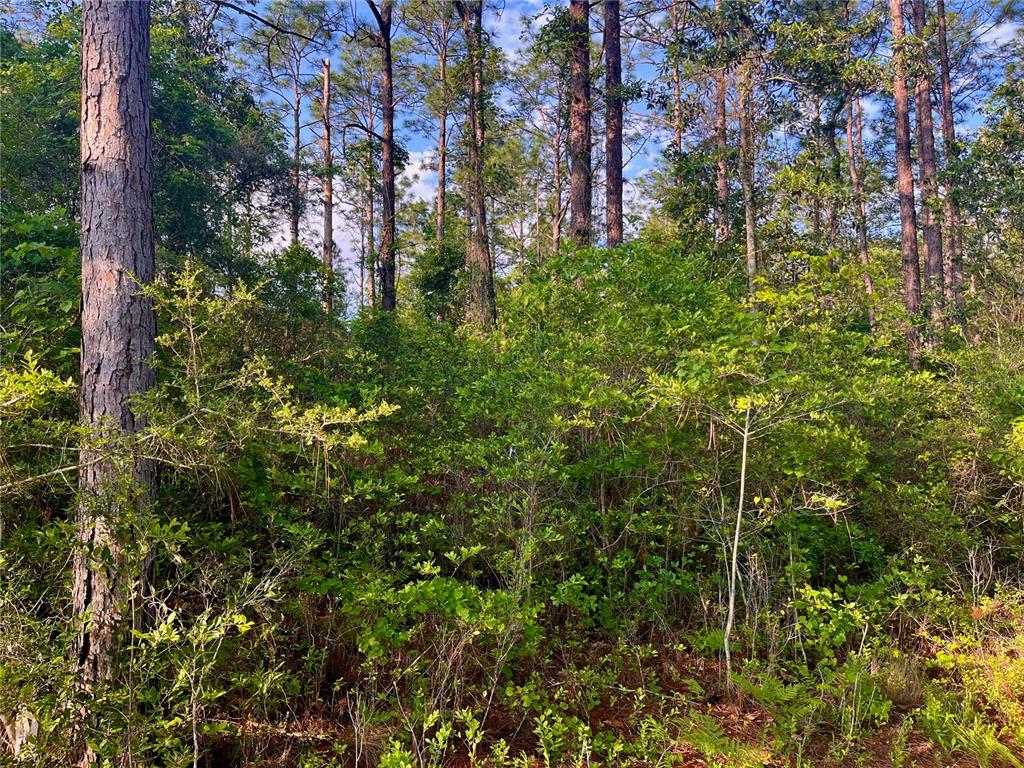 Pinetree Lane DeFuniak Springs, FL 32433 - Photo 33 of 40