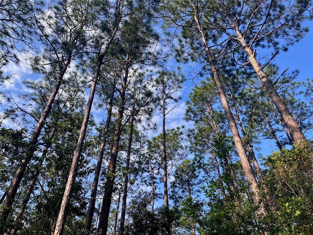 Pinetree Lane DeFuniak Springs, FL 32433 - Photo 36 of 40